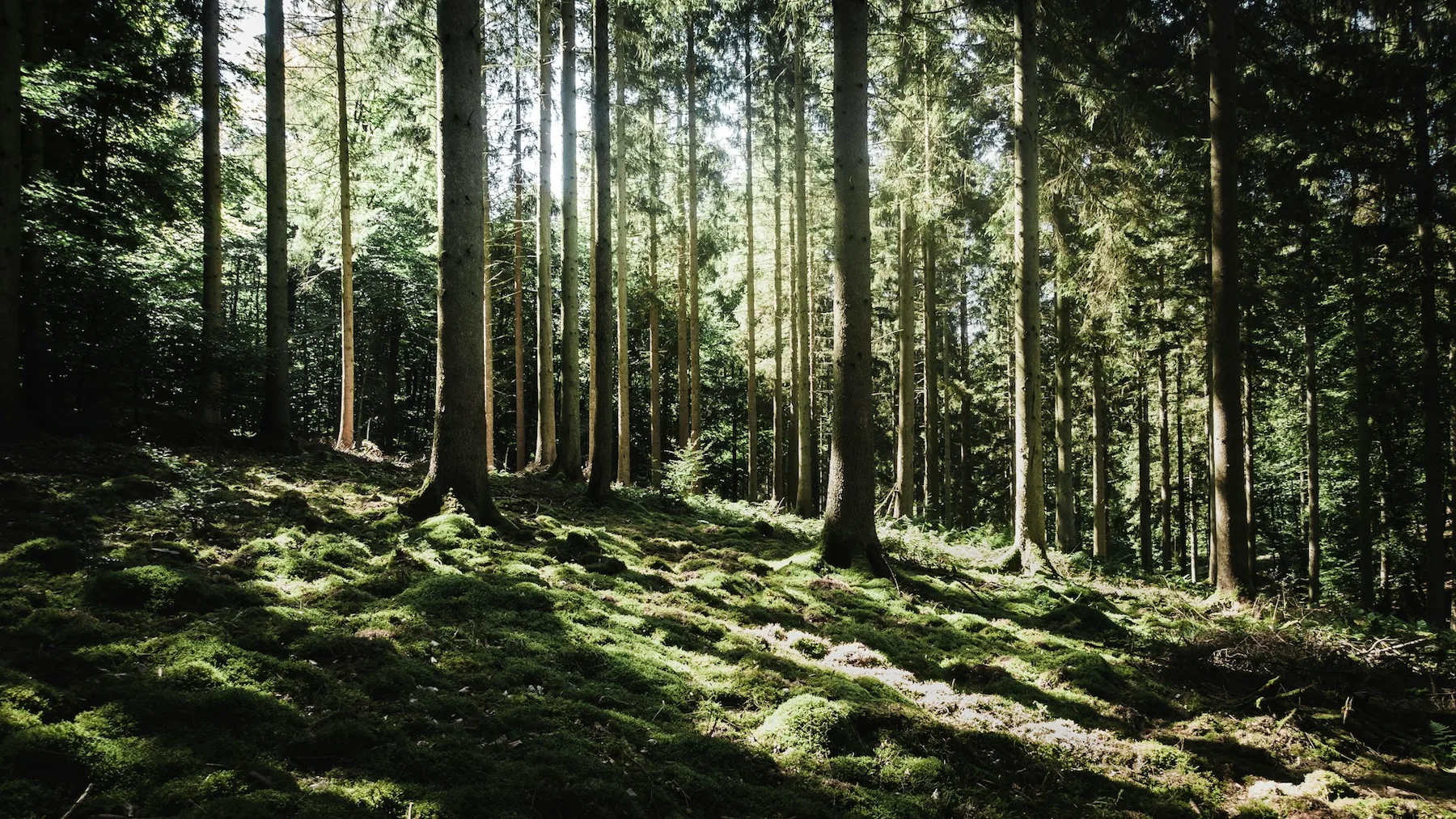 Lichtdurchfluteter Wald als Sinnbild für Ruhe und Abschied